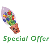 Flower Pot Collection - Car Air Fresheners - Special Offer